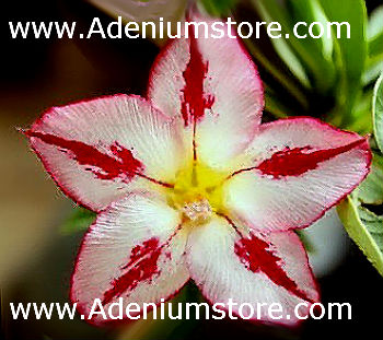 (image for) Adenium Seeds \'King Star\' (5 Seeds)